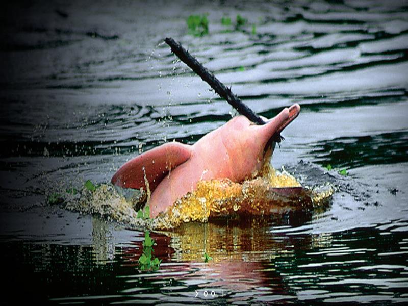 Heliconia Amazon River Lodge Francisco de Orellana Екстер'єр фото