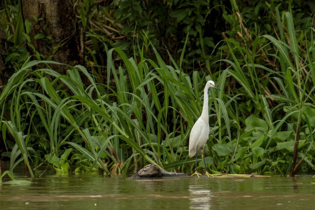 Heliconia Amazon River Lodge Francisco de Orellana Екстер'єр фото