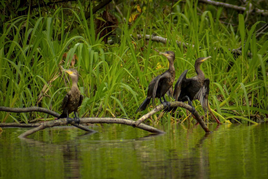 Heliconia Amazon River Lodge Francisco de Orellana Екстер'єр фото